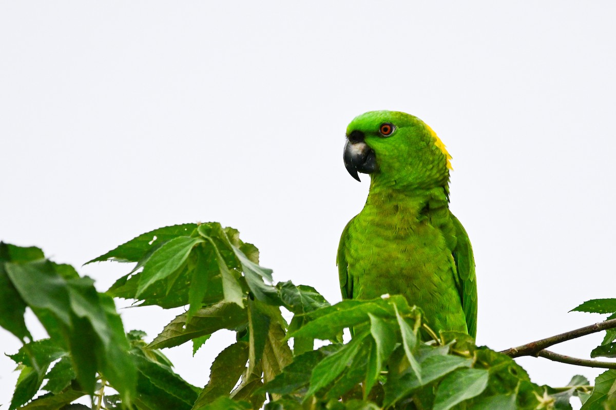 キエリボウシインコ - ML646370151