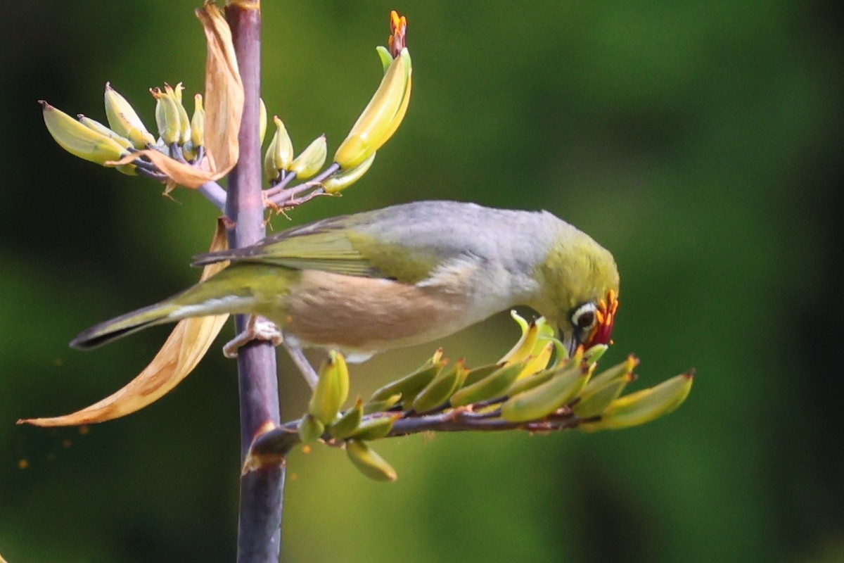 Silvereye - ML646370153