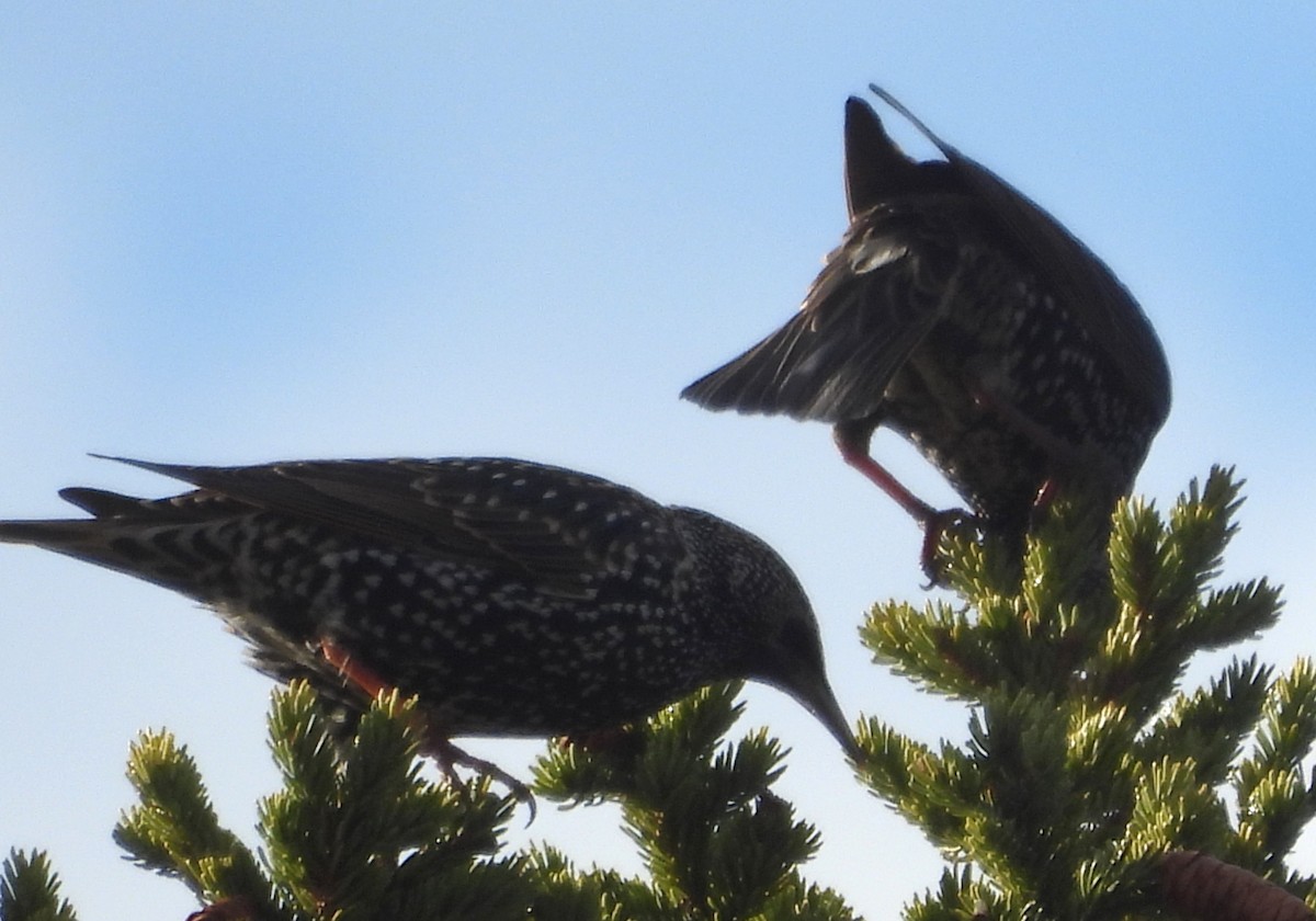 European Starling - ML646370156