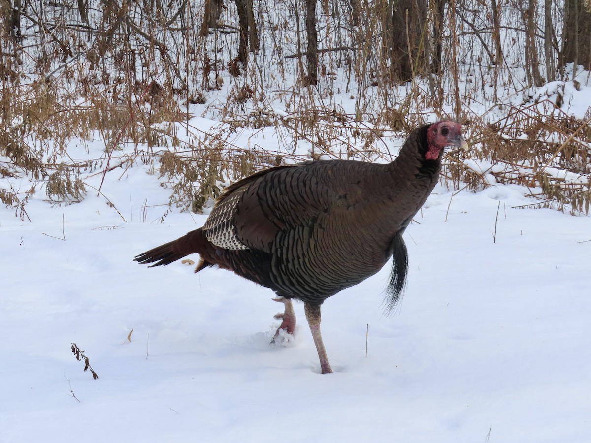 Wild Turkey - ML646370157