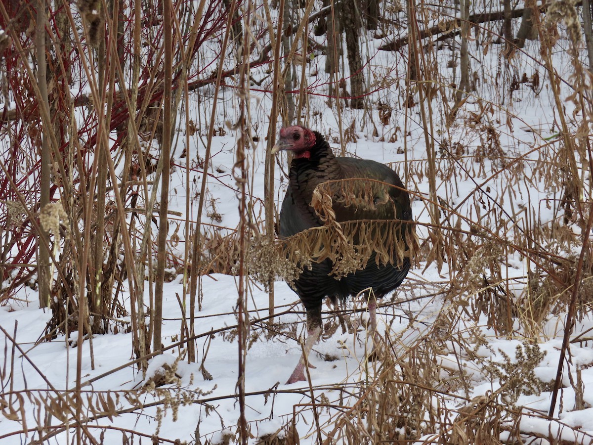 Wild Turkey - ML646370158