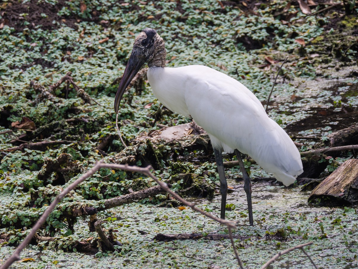 Wood Stork - ML646370160