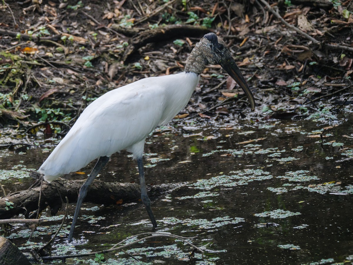 Wood Stork - ML646370161
