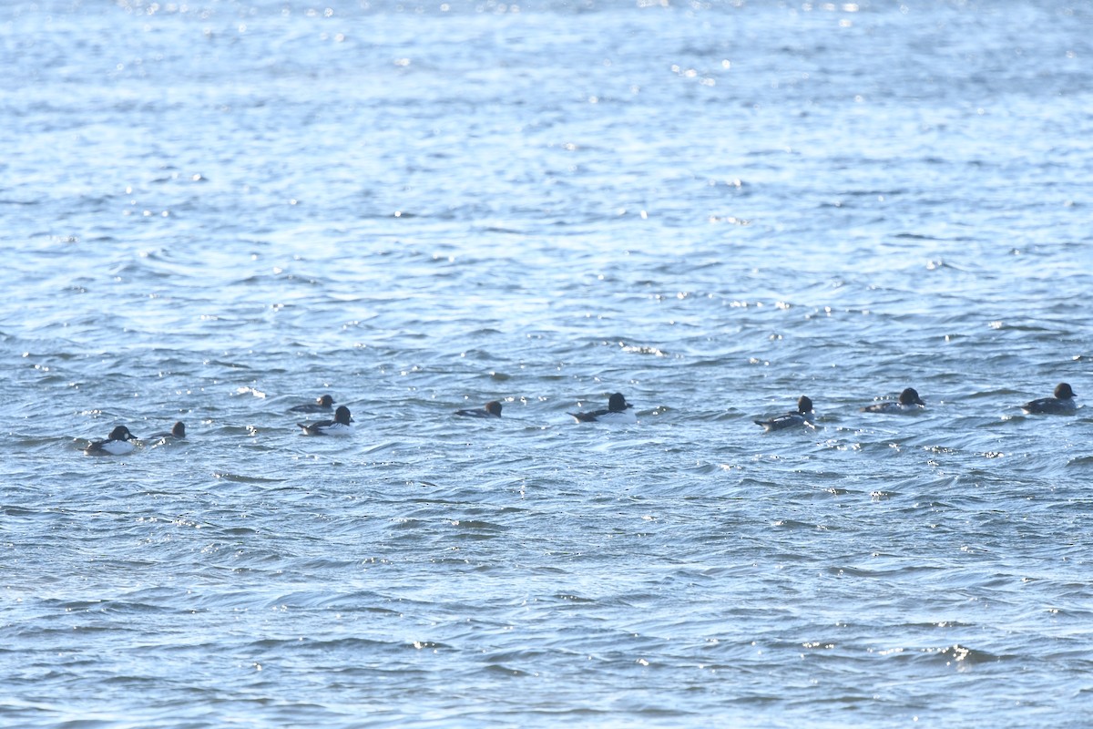 Common Goldeneye - ML646370162