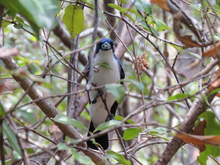 Madagascar Blue Vanga - ML646370164
