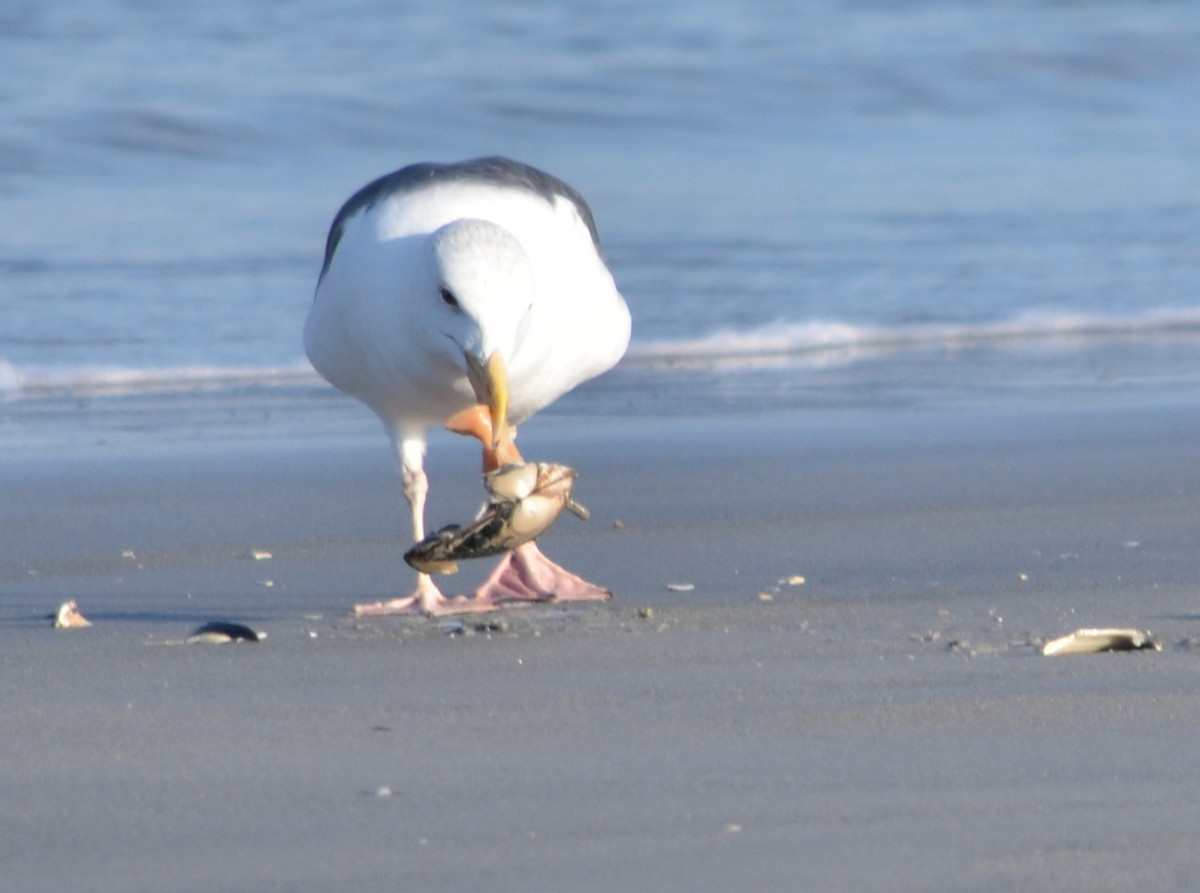 Great Black-backed Gull - ML646370168