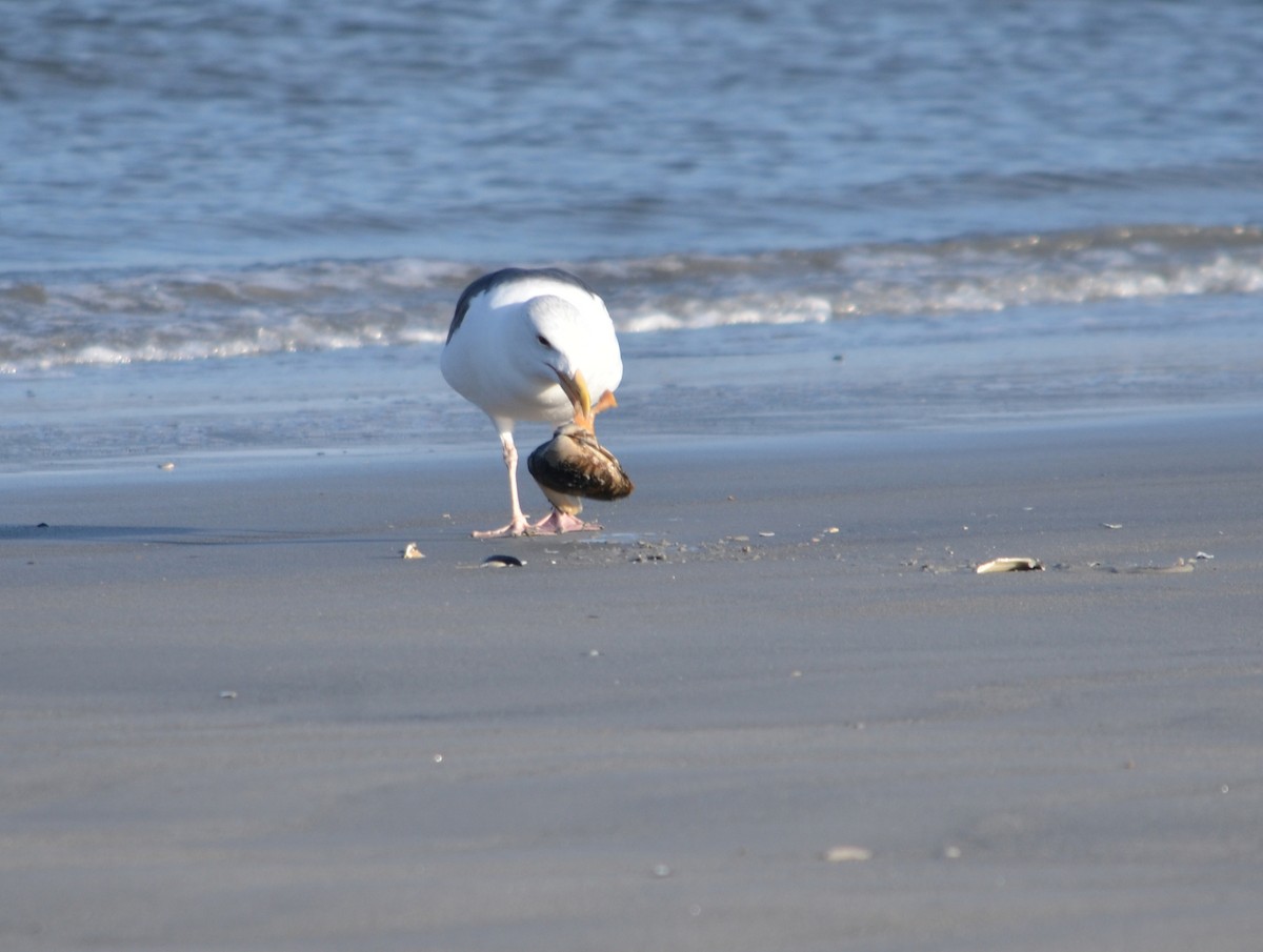 Great Black-backed Gull - ML646370169