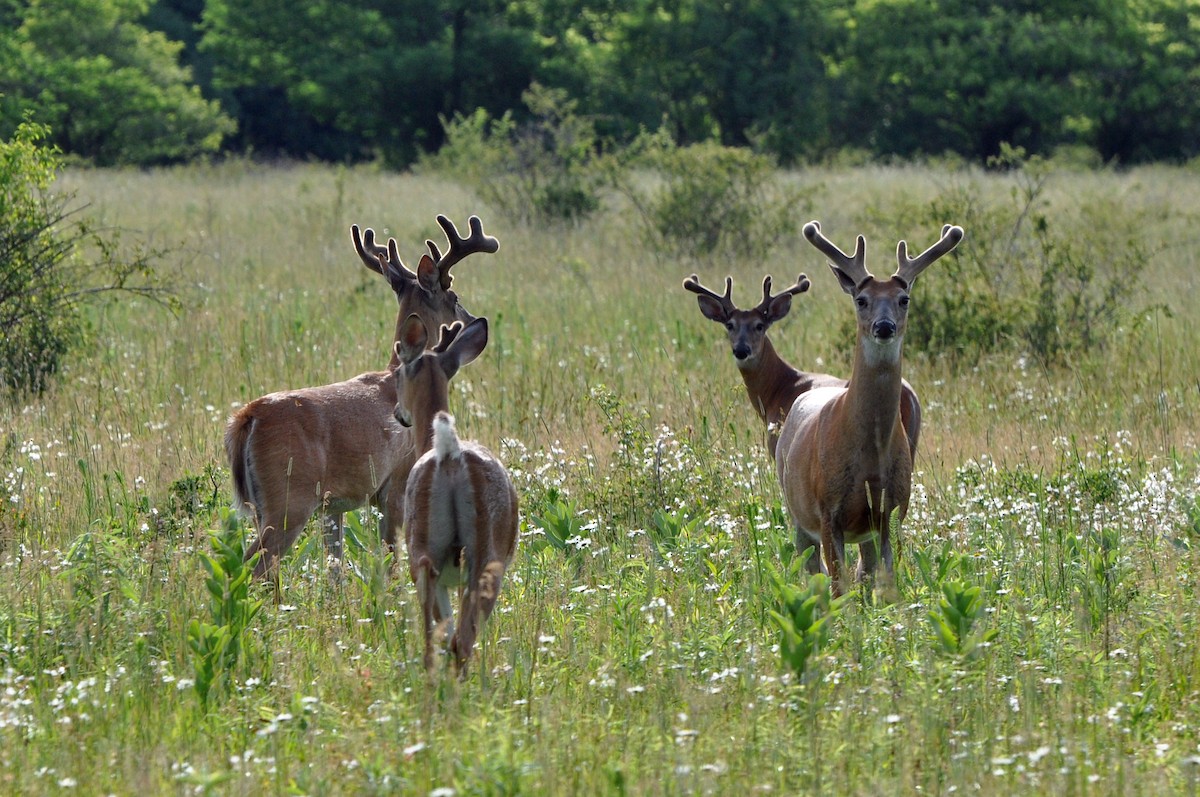 White-tailed Deer - ML646370170
