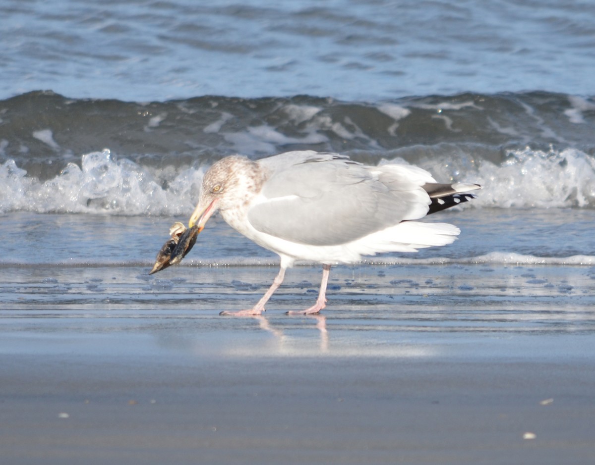 American Herring Gull - ML646370171
