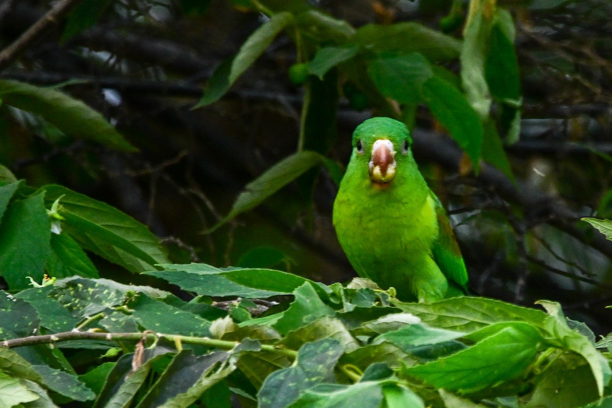 ミドリインコ - ML646370172