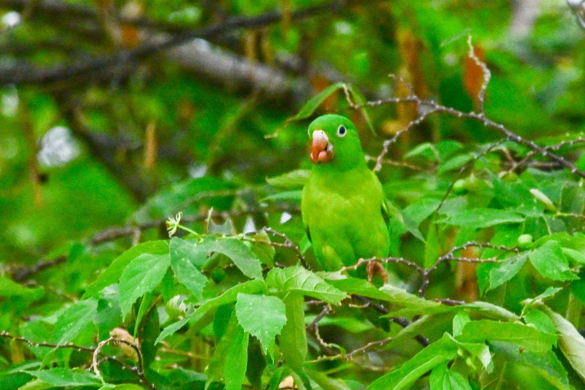 ミドリインコ - ML646370173