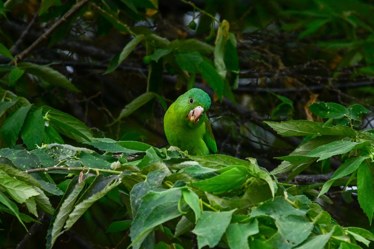 ミドリインコ - ML646370174