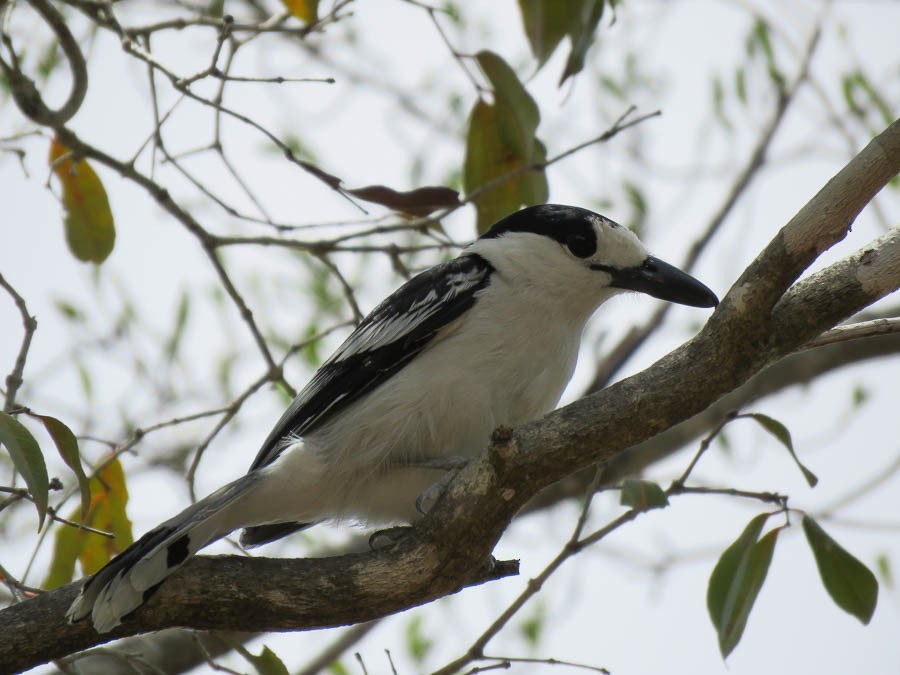 Hook-billed Vanga - ML646370175
