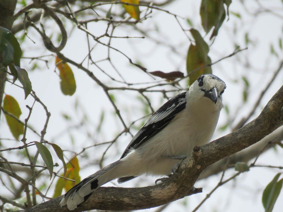 Hook-billed Vanga - ML646370176