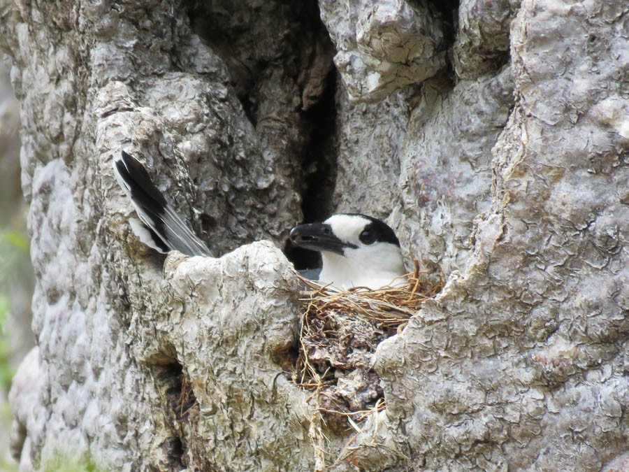 Hook-billed Vanga - ML646370177