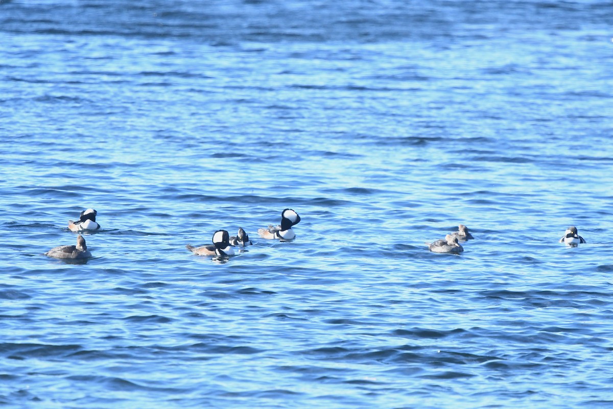 Hooded Merganser - ML646370178