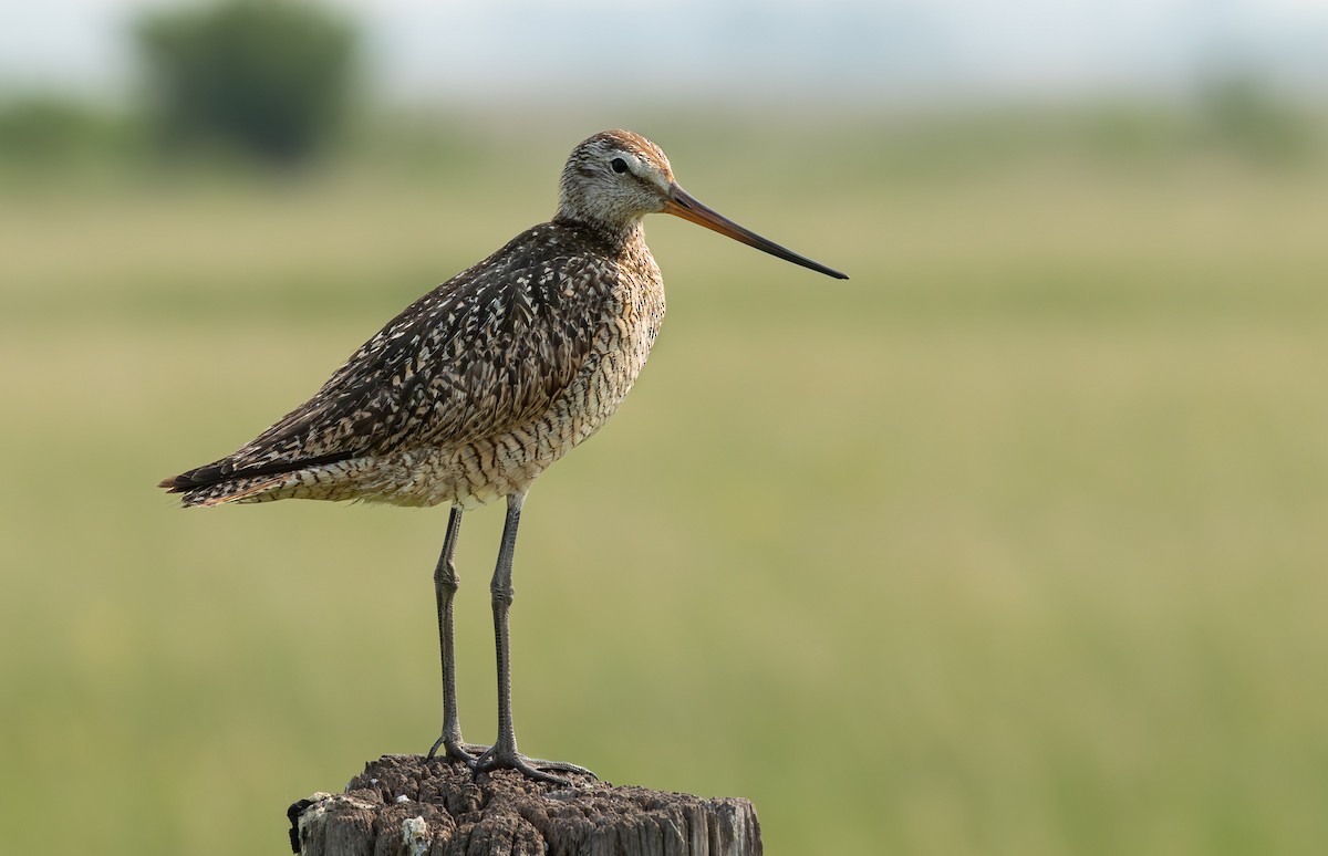 Marbled Godwit - ML646370179