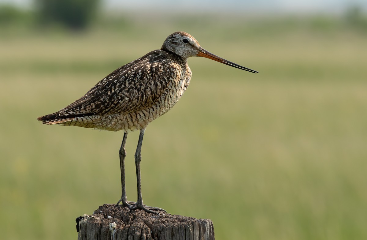 Marbled Godwit - ML646370180