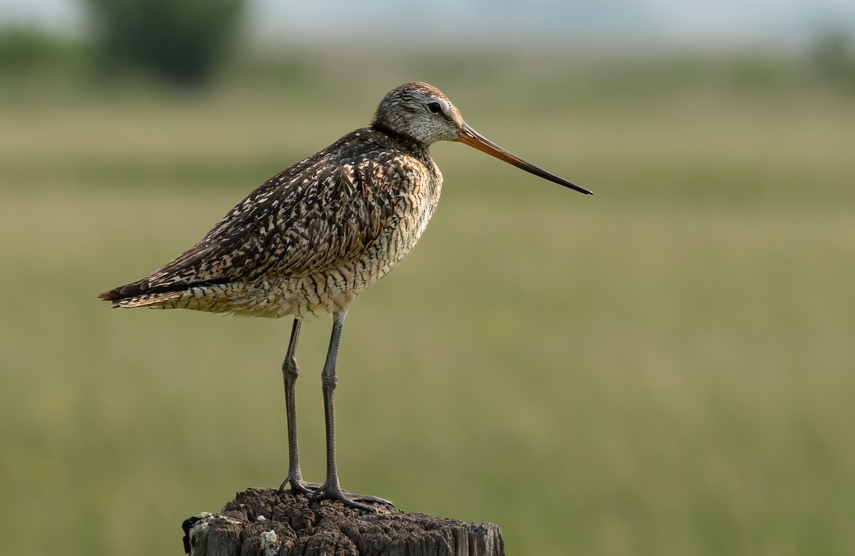 Marbled Godwit - ML646370181