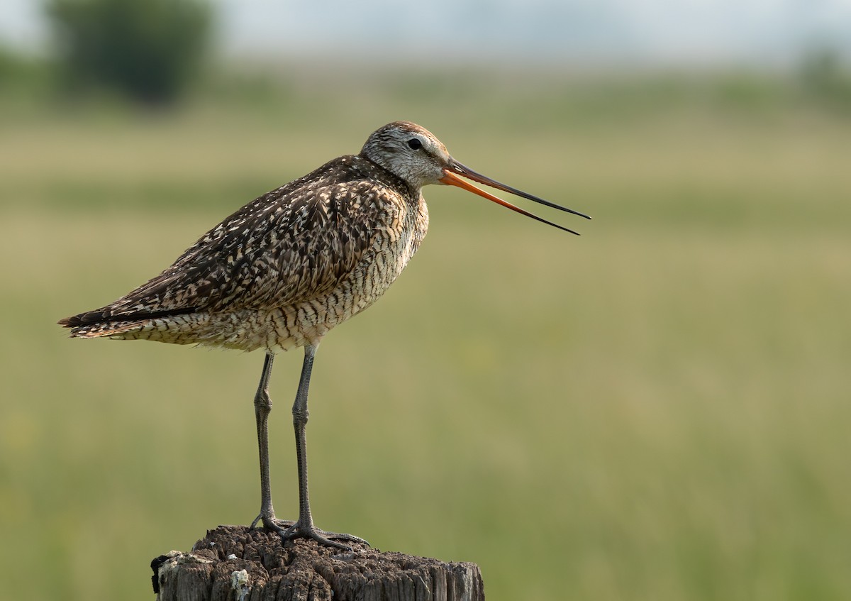 Marbled Godwit - ML646370182