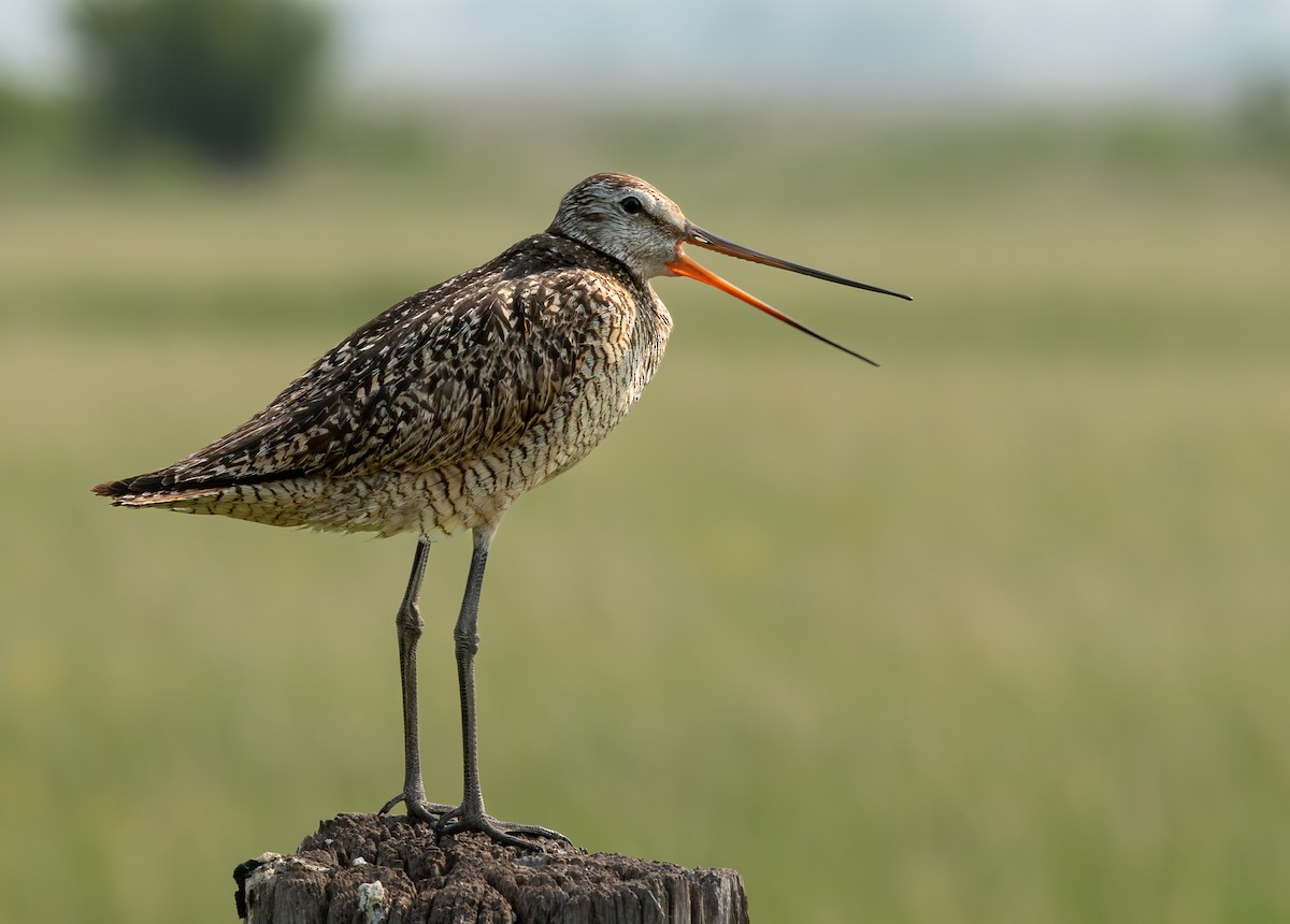 Marbled Godwit - ML646370183