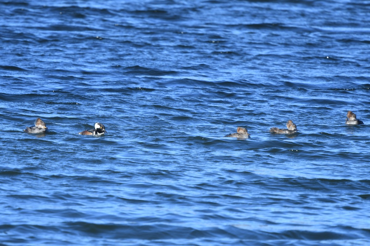 Hooded Merganser - ML646370184