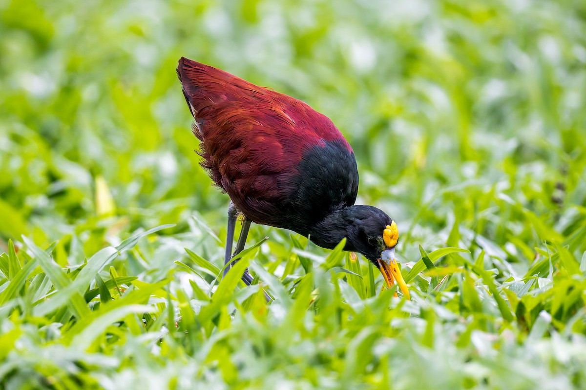 Northern Jacana - ML646370186