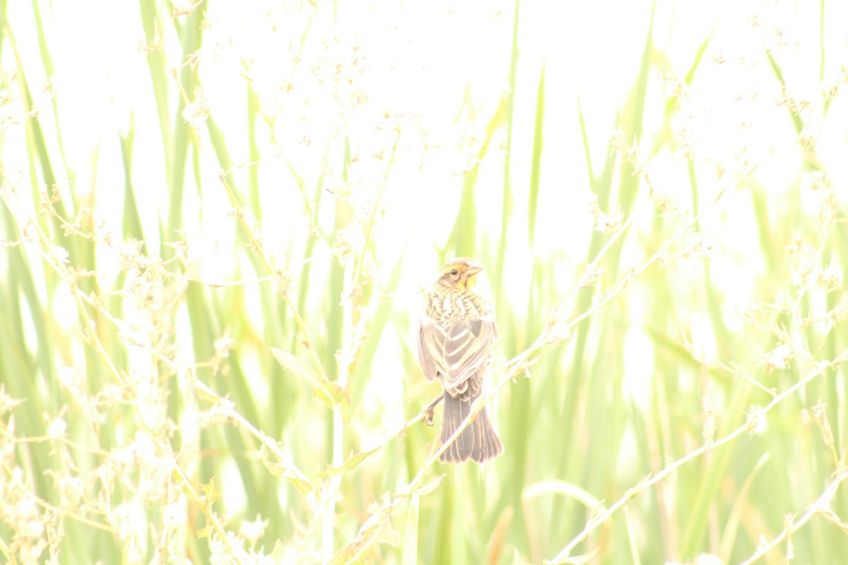 Red-winged Blackbird - ML646370187