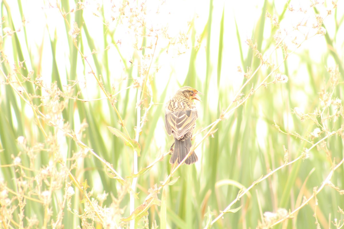 Red-winged Blackbird - ML646370188