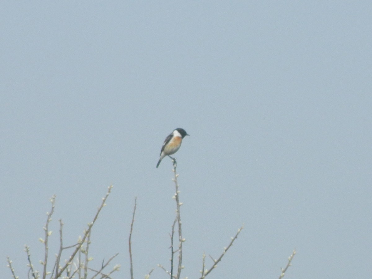 European Stonechat - ML646370189