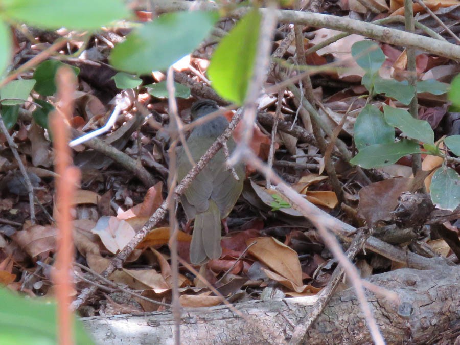 Appert's Tetraka - ML646370190