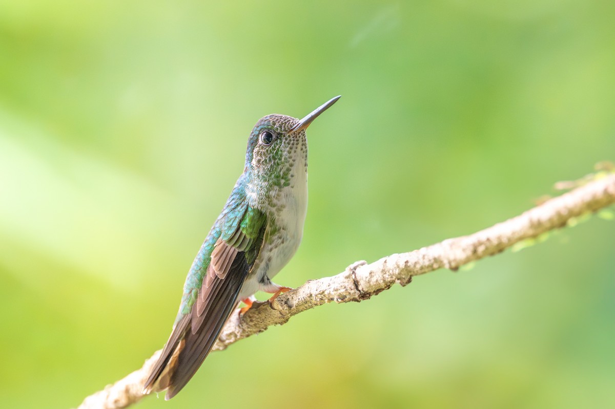 White-bellied Mountain-gem - ML646370192