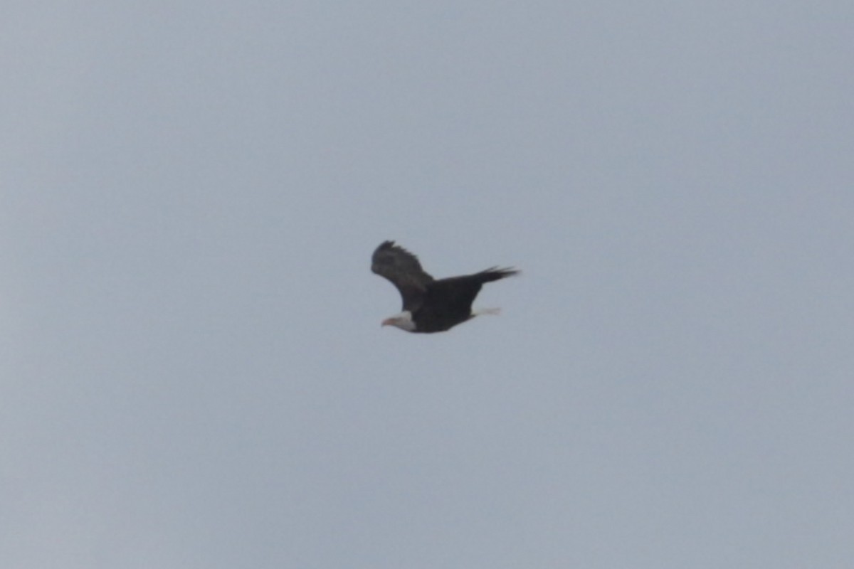 Bald Eagle - ML646370193