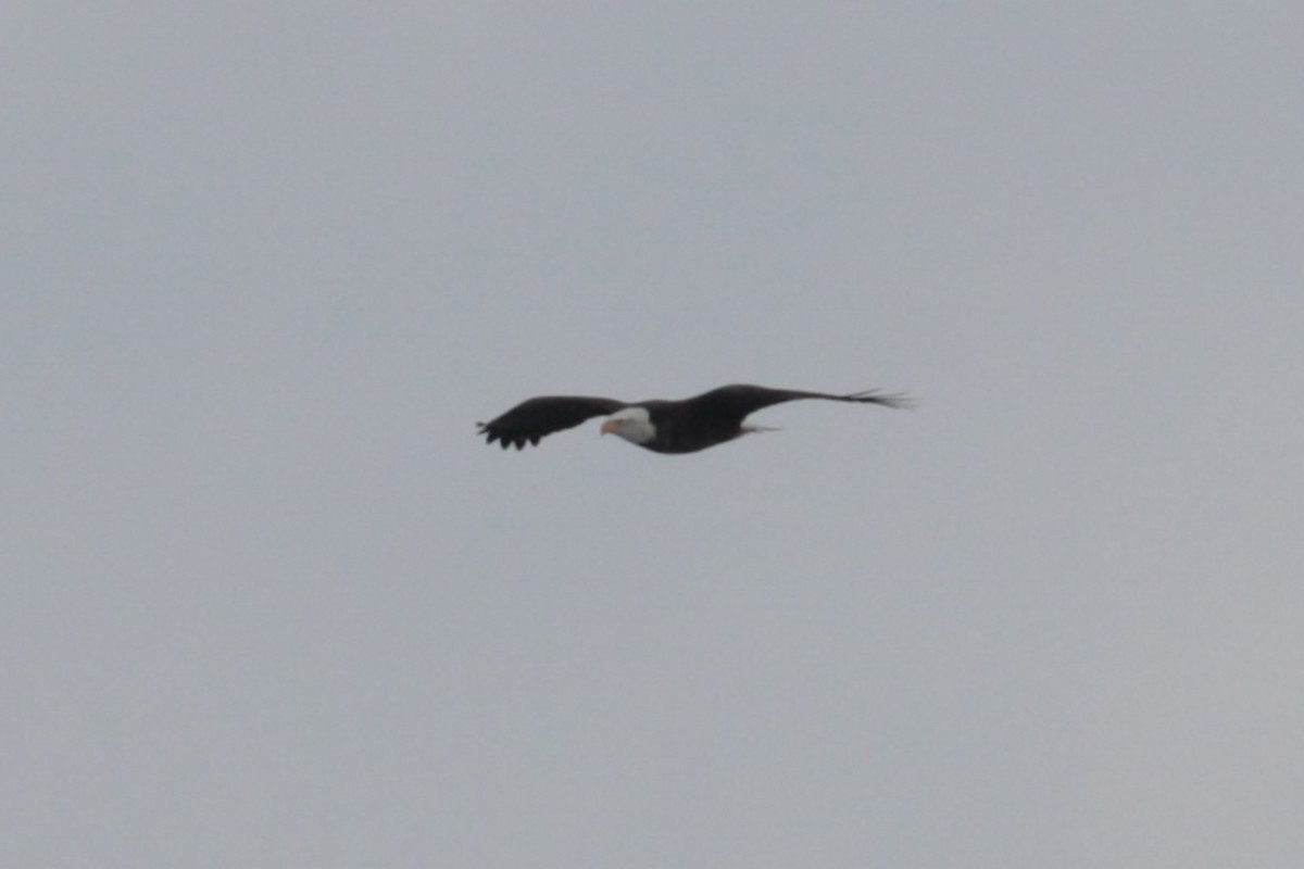 Bald Eagle - ML646370194