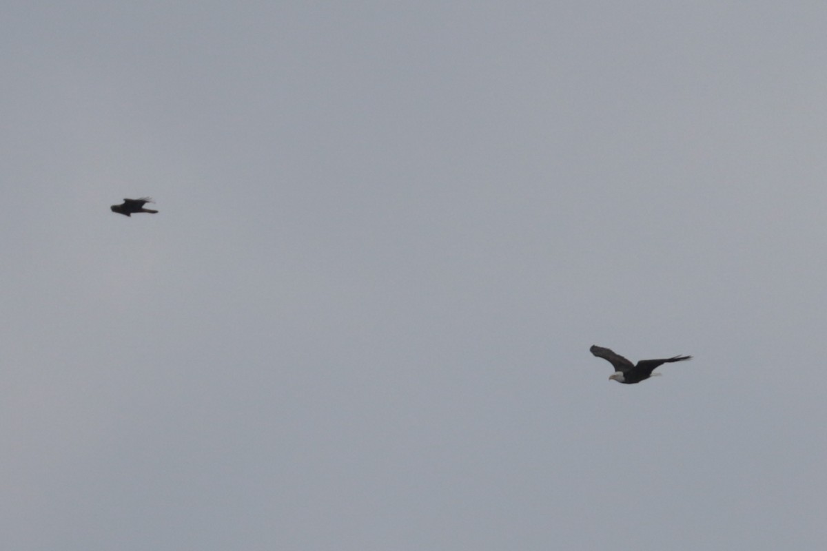 Bald Eagle - ML646370195