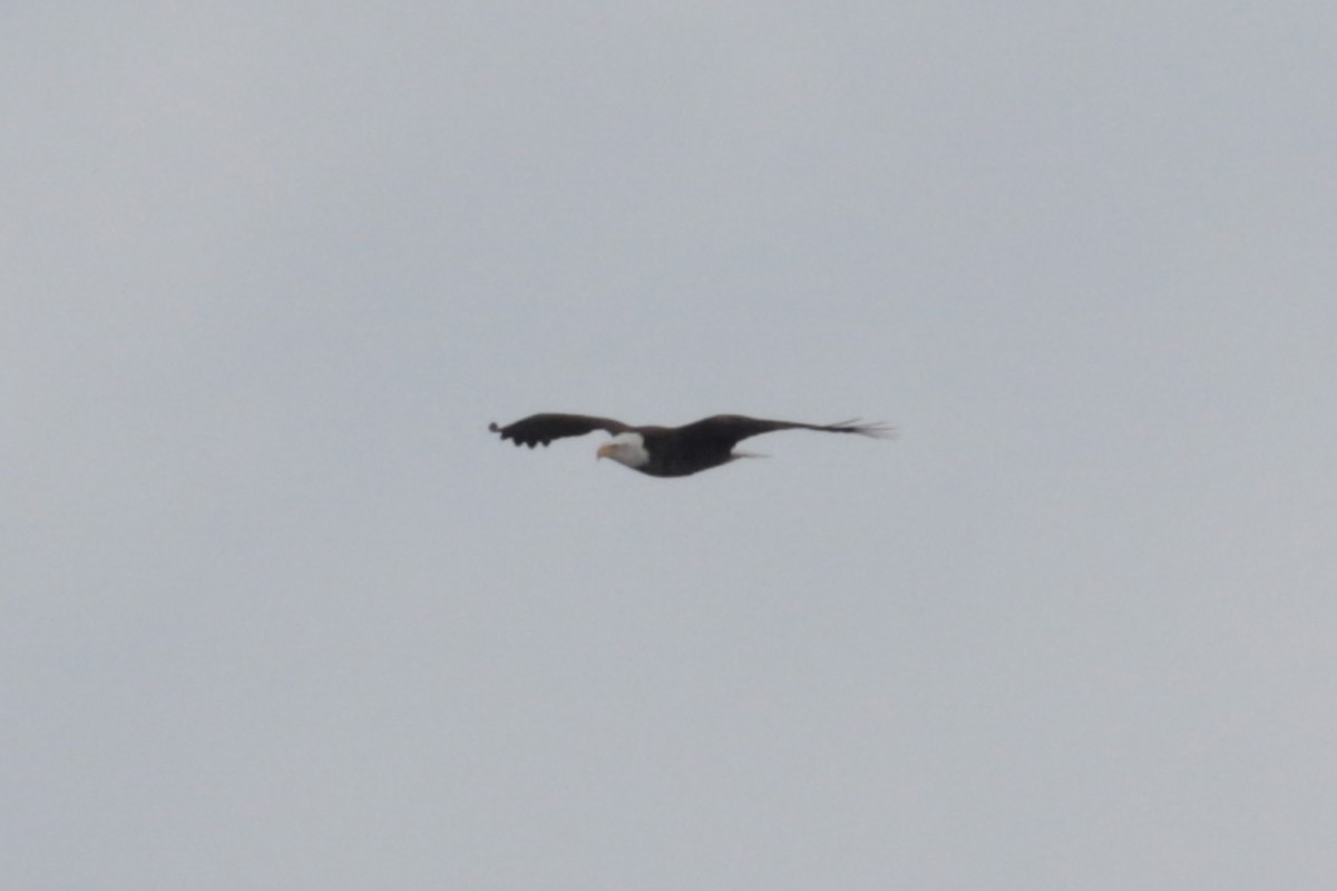 Bald Eagle - ML646370196