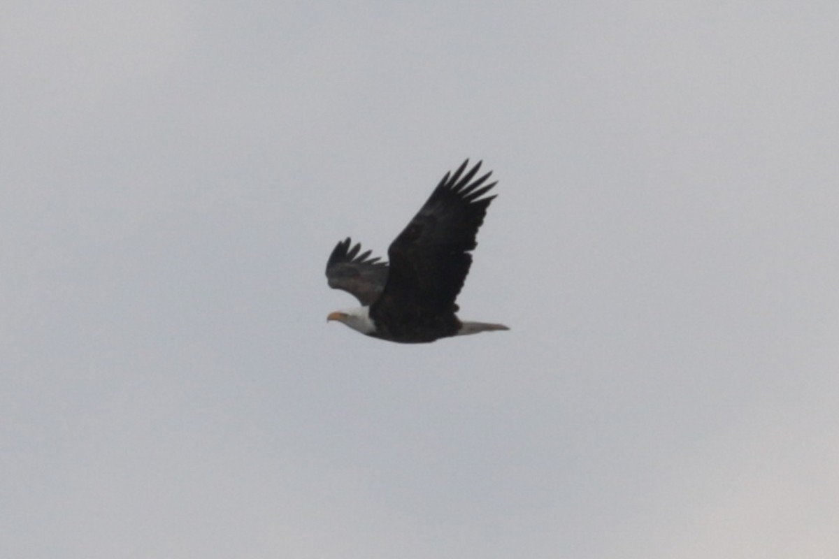 Bald Eagle - ML646370198