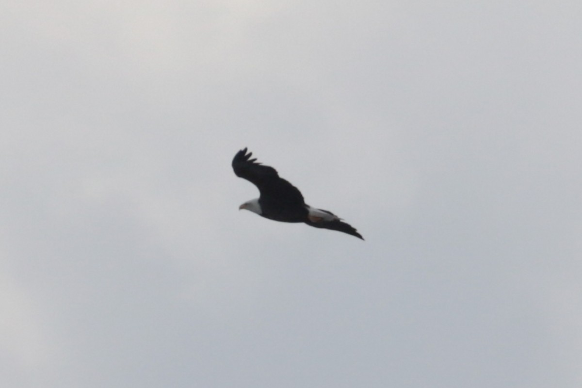 Bald Eagle - ML646370201