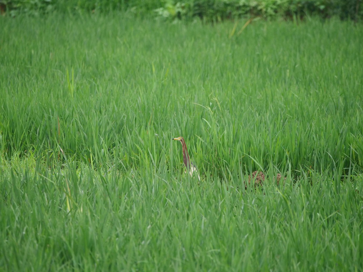Chinese Pond-Heron - ML646370202