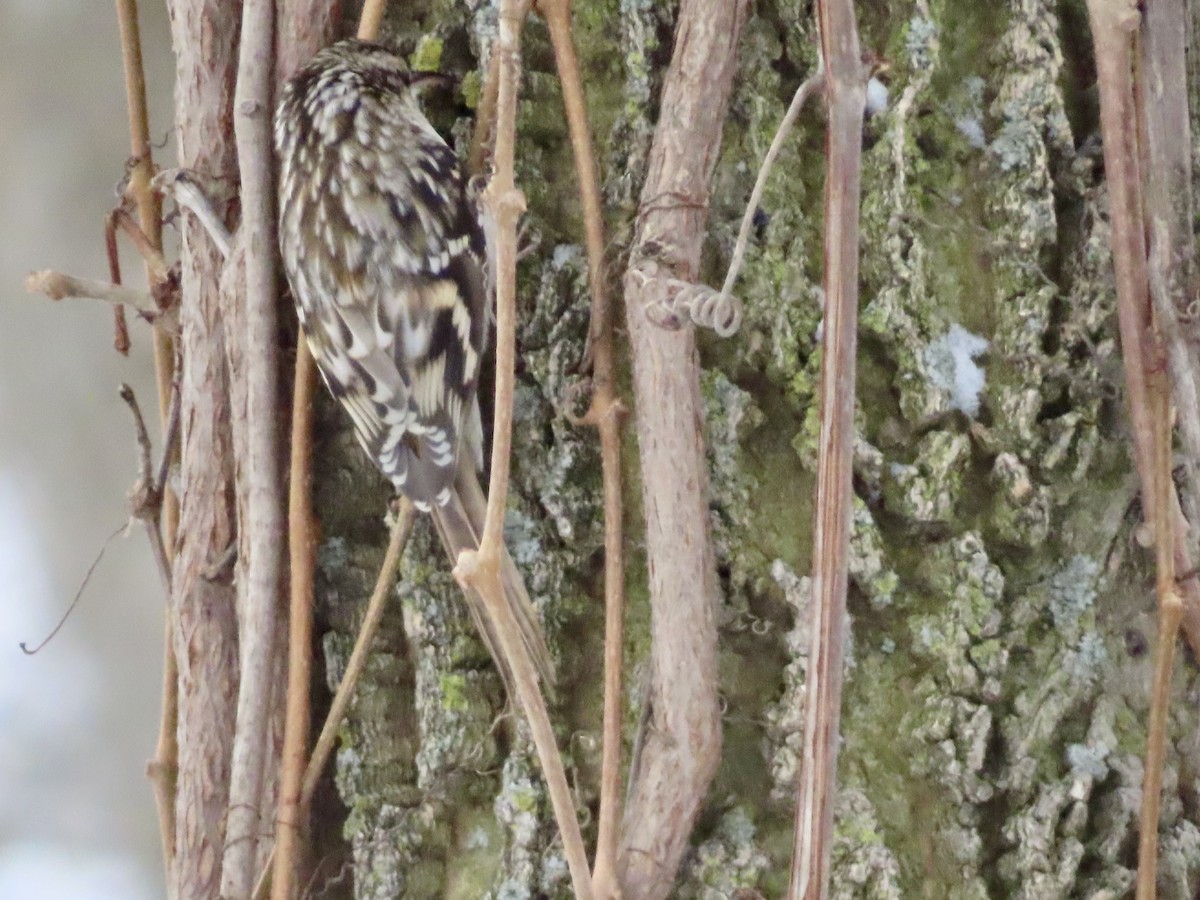 Brown Creeper - ML646370203