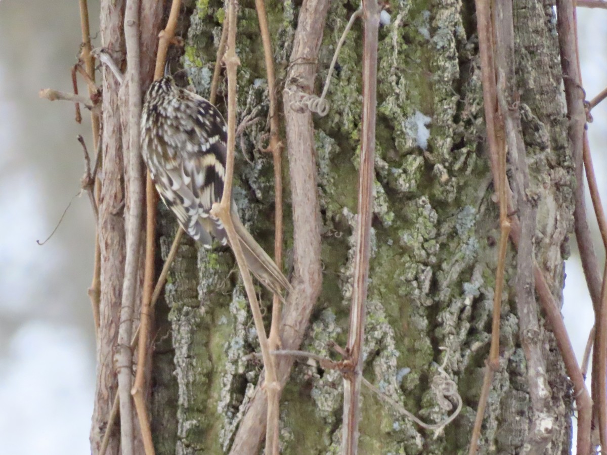 Brown Creeper - ML646370204