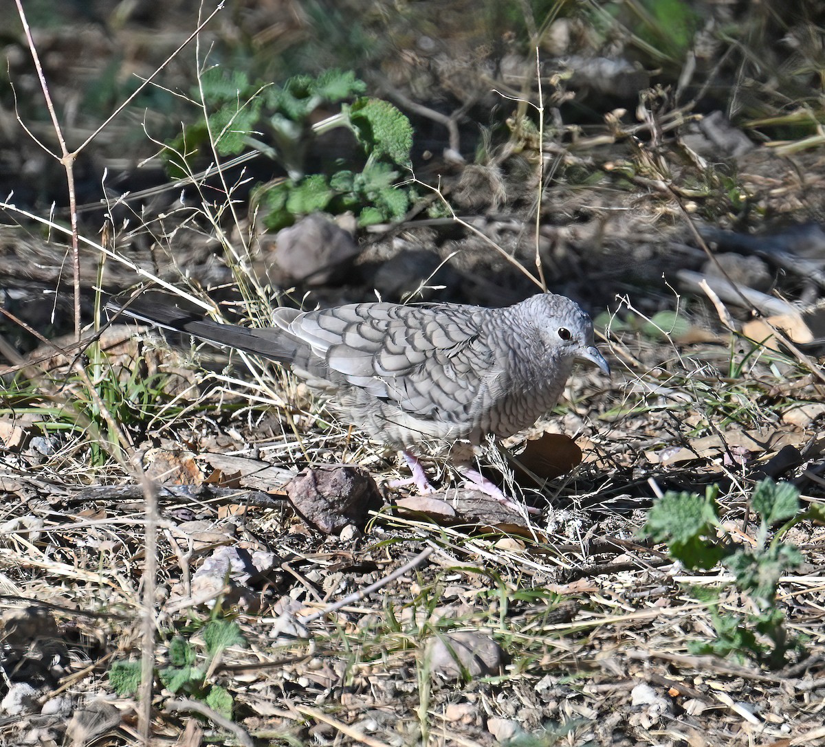 Горличка-інка мексиканська - ML646370205