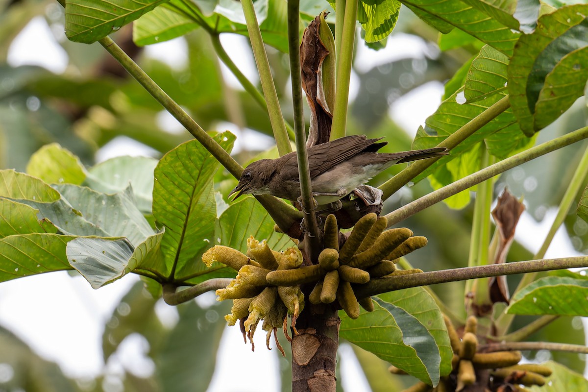 Черноклювый дрозд (debilis) - ML646370207