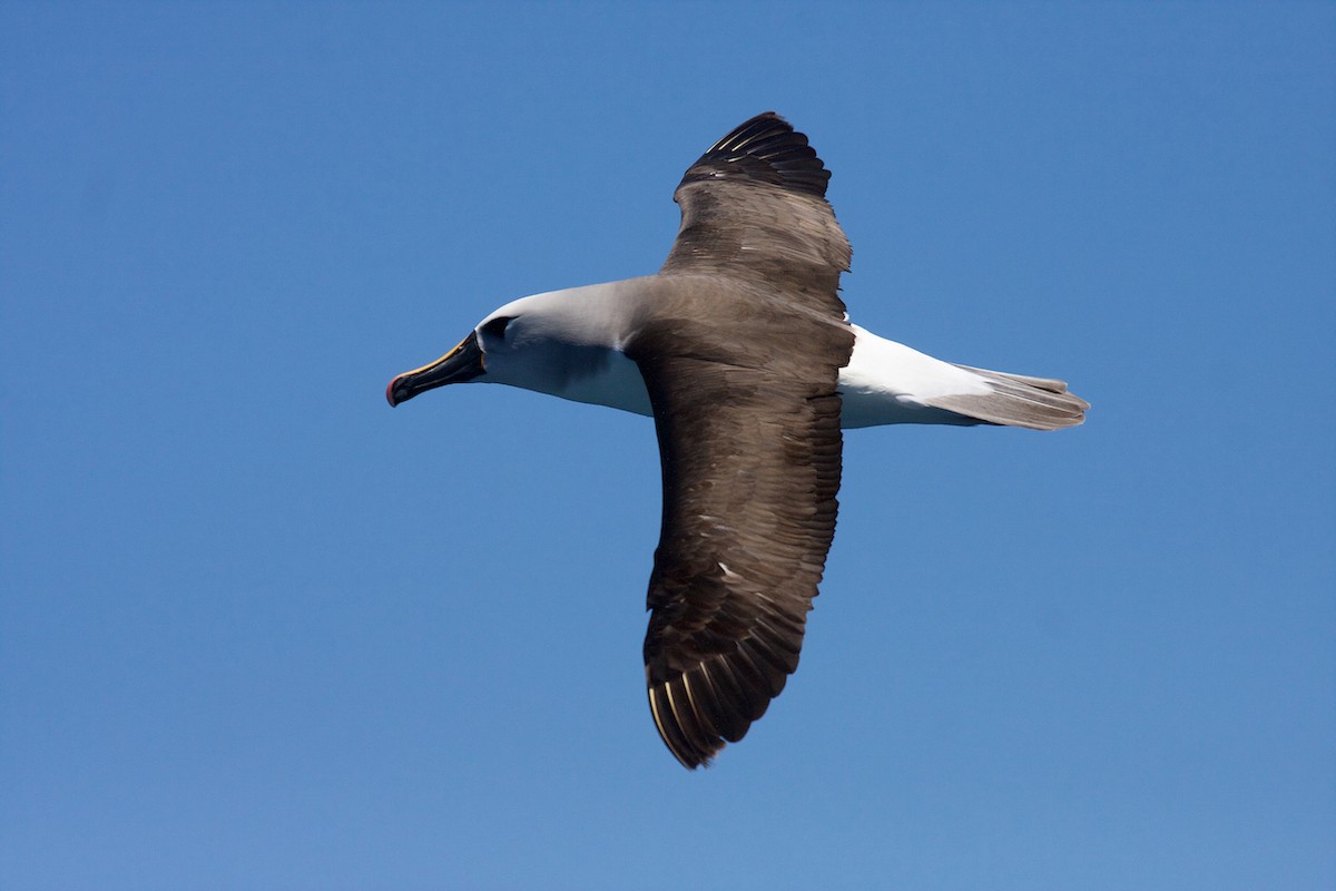 Albatros Picofino Atlántico - ML64637021