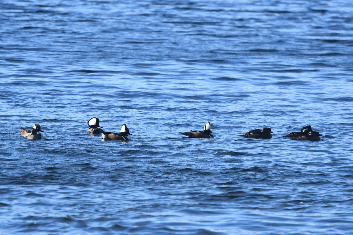 Hooded Merganser - ML646370215