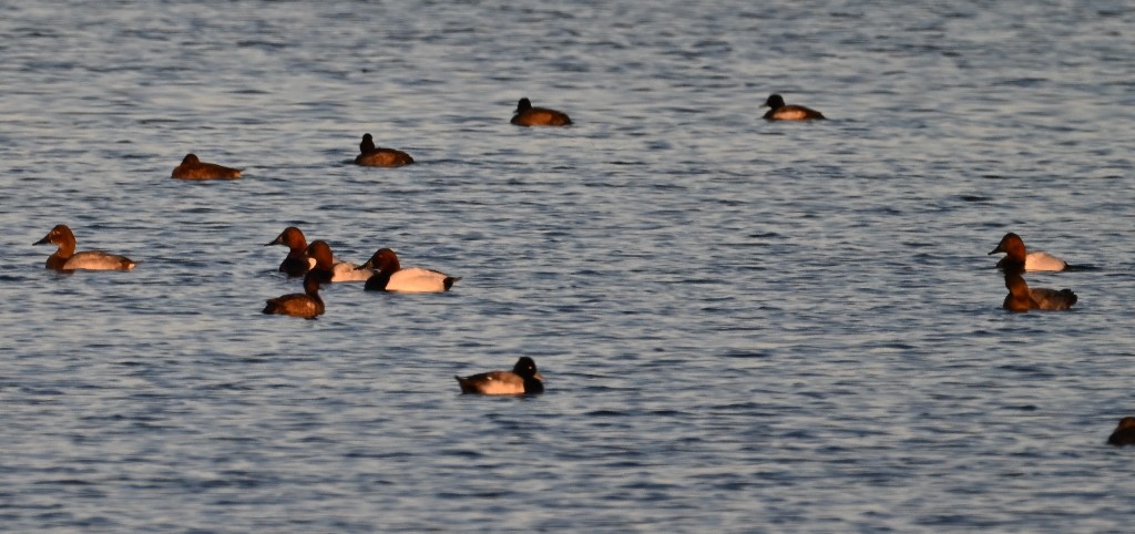 Riesentafelente - ML646370218