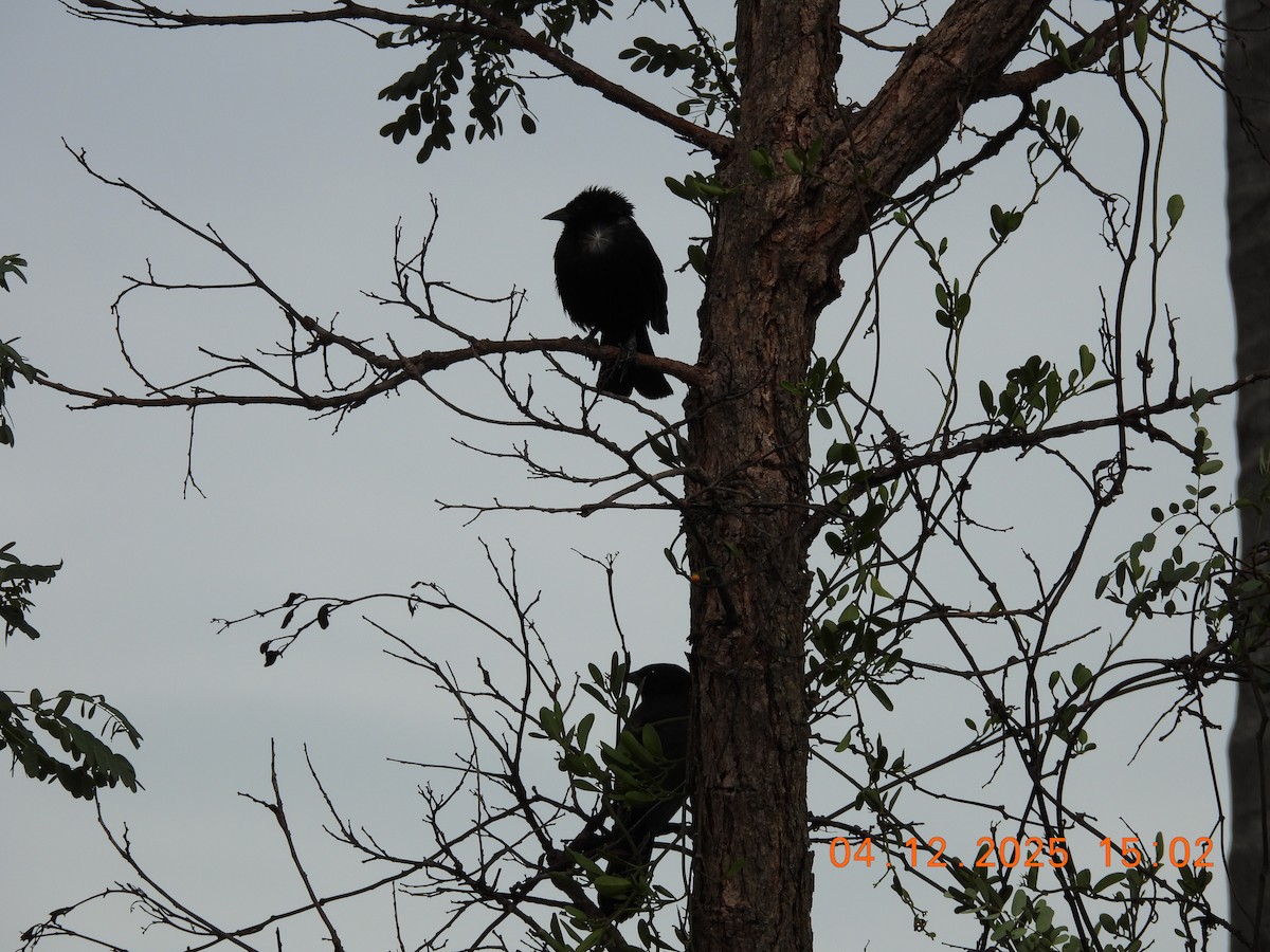 Chopi Blackbird - ML646370221