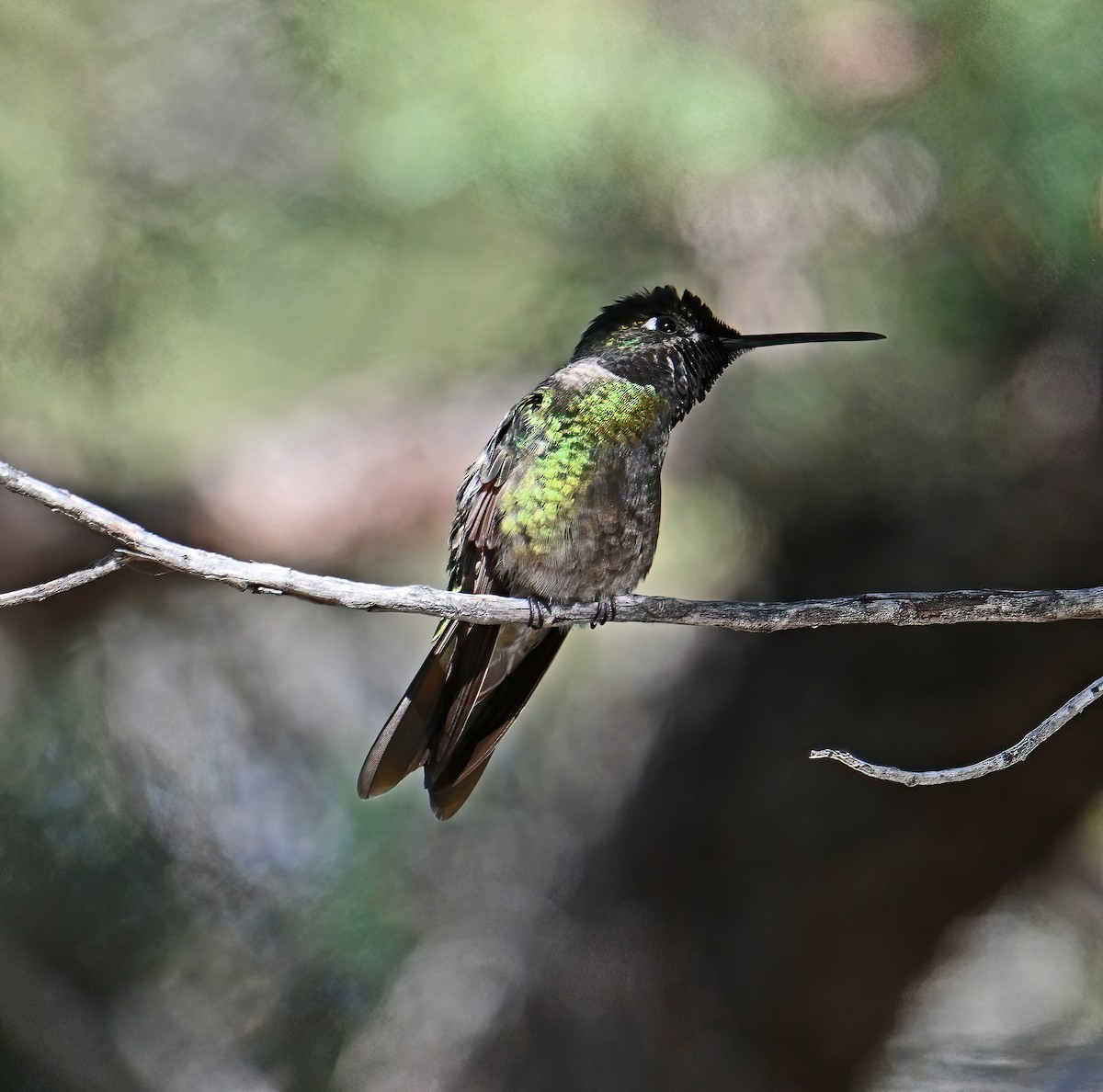 Колібрі-герцог північний - ML646370222