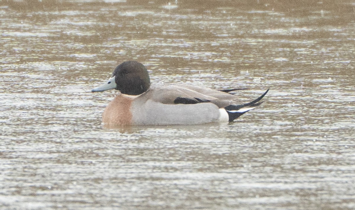 ברכיה x ברווז חד-זנב (בן כלאיים) - ML646370224
