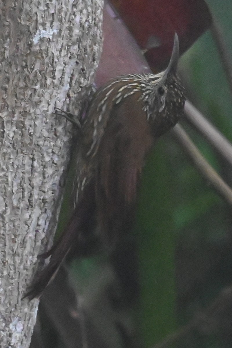 Montane Woodcreeper - ML646370230